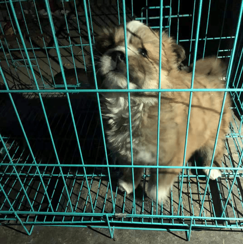 小奶狗被摆摊大叔留在路边,得知它是个流浪狗,女孩这下心疼了