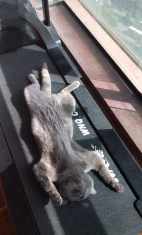 蓝猫四脚朝天躺家里,主人以为死了瞬间崩溃,下一幕却哭笑不得