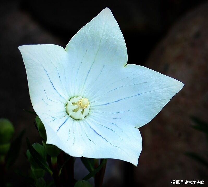 大洋诗歌:你引来野鹤,夜风和月亮