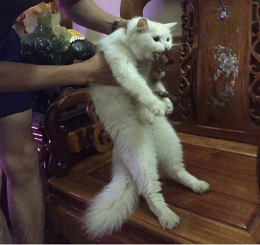 主人津津有味吃烤鸡,猫咪冷不丁动手抢走,下一幕让人哭笑不得