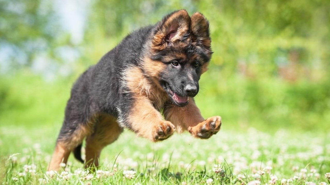 德国牧羊犬的优缺点:养好是乖狗狗,养不好就是“猛犬”
