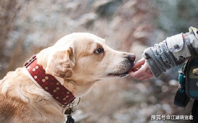 各位宠主,如果你的狗狗喜欢捡食物吃,建议及时改正