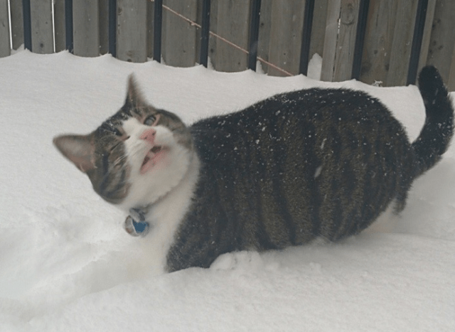 下雪天带猫出门是啥感受?主人:你给我下去!猫:不行!这雪烫脚
