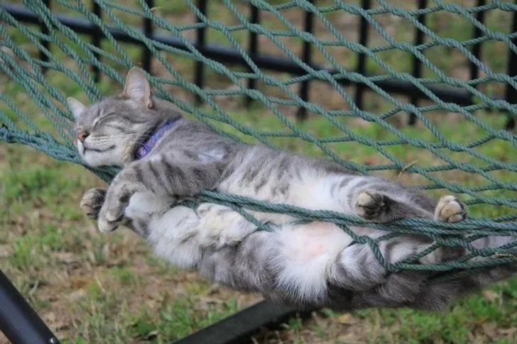 25张图片证明:在睡觉这方面,没有谁能比猫咪更为所欲为了!