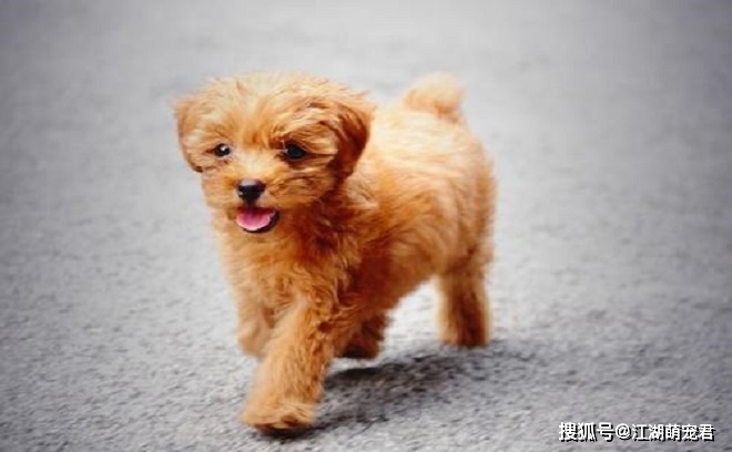 狗狗也会有叛逆期,当泰迪出现下面6个行为,说明它也叛逆了
