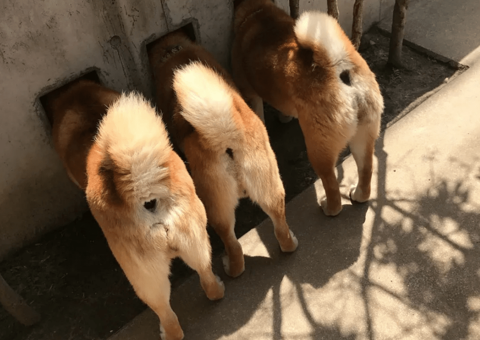 墙上的三只柴犬,走红后成了“景点”,院内生活很有情调