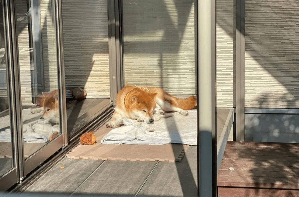 墙上的三只柴犬,走红后成了“景点”,院内生活很有情调