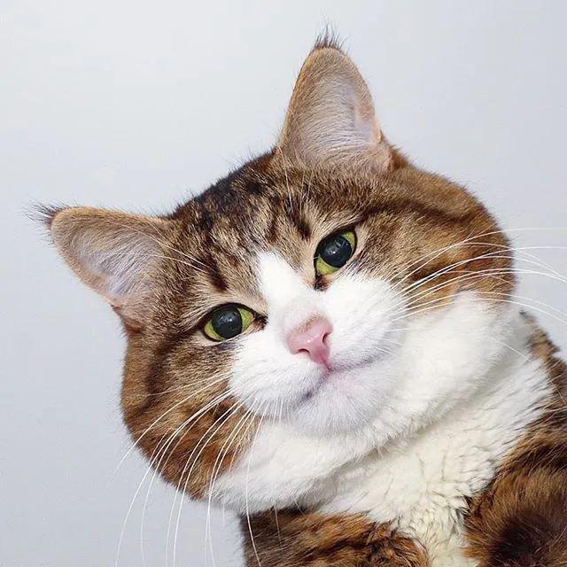 哈哈哈!不行了,这是我吸过最逗的猫