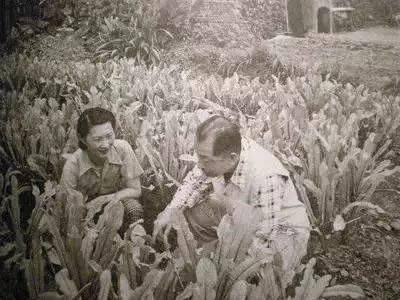 乱世有佳人,绝世而独立