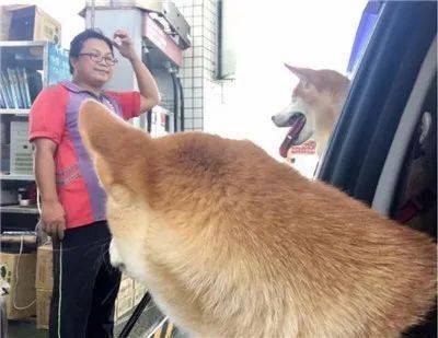 路过加油站时,5只柴柴同时探出头,吓傻店员:矿主来了?