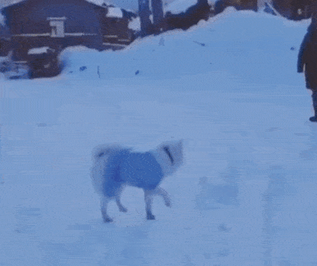 下雪了,别遛狗了,倒也不为别的,就是有点废狗......
