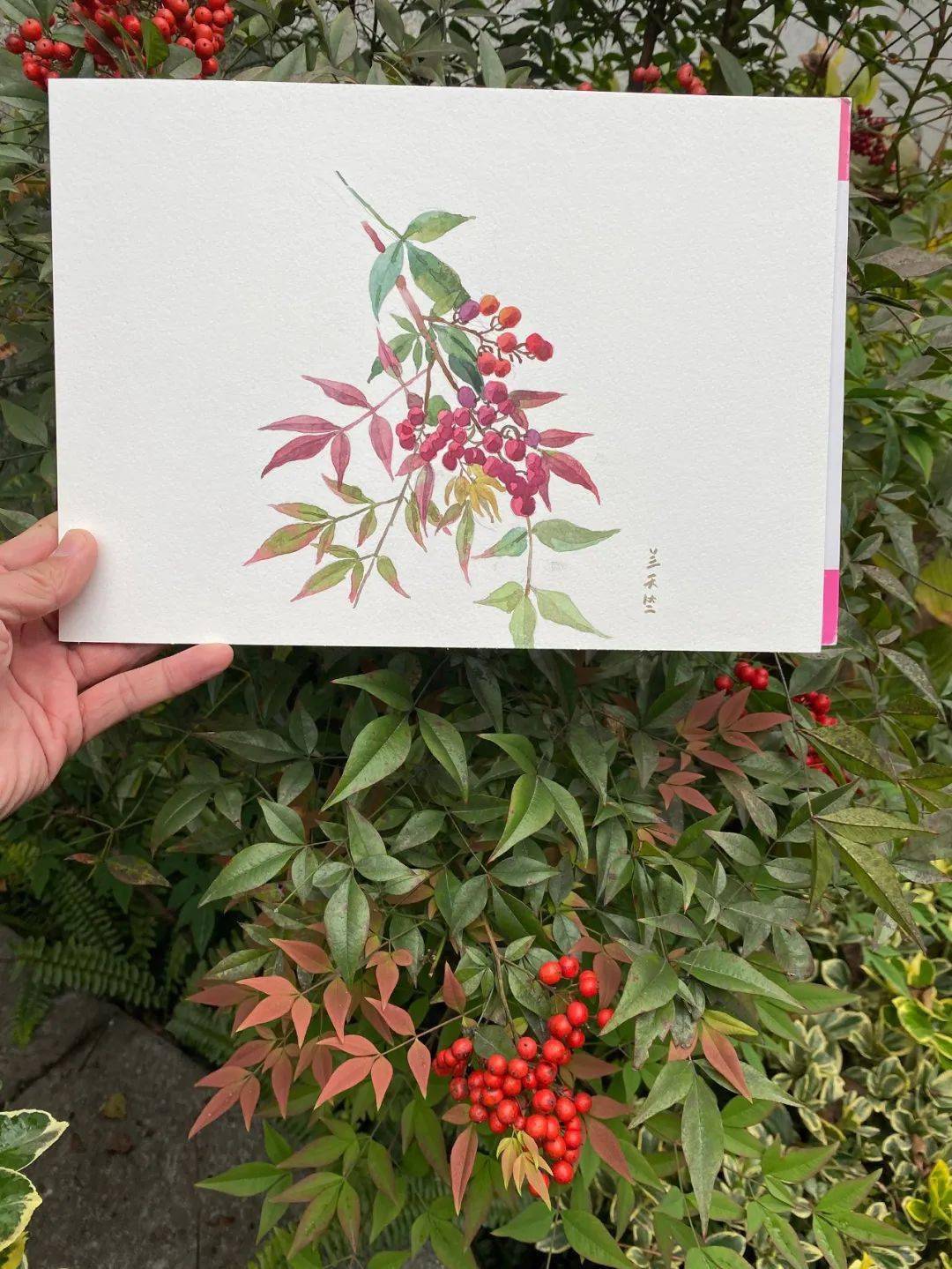 冬季,户外植物绘画写生好季节。