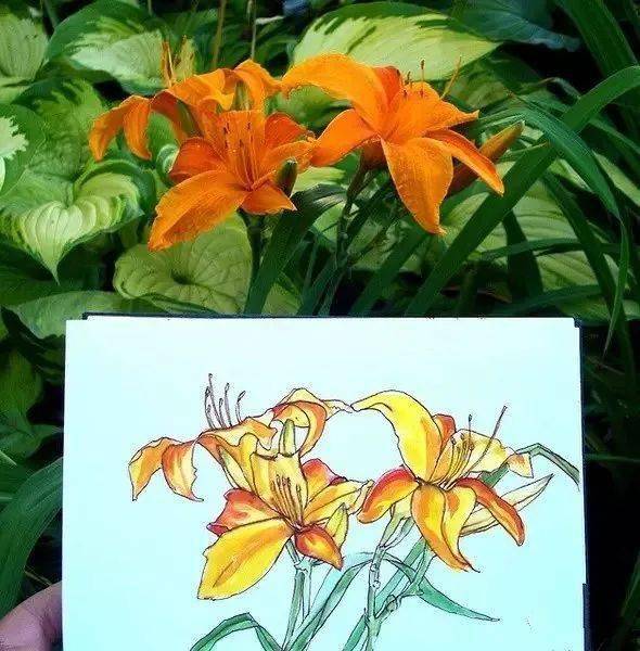 这位老兄弟呀,把自己花园植物画了个遍..