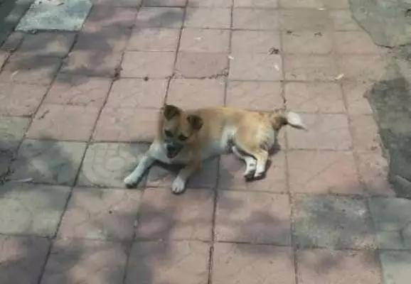 女子被流浪狗拦着不让回家,警察到场后却哭笑不得