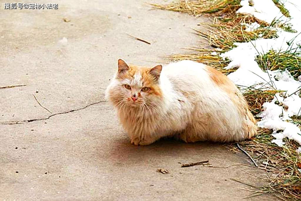 发现1只猫咪偷吃香肠,上一秒让人笑喷,而下一秒却让人心疼!