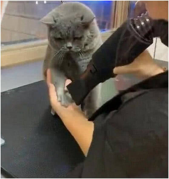 铲屎官给猫主子吹毛发,主子用全身拒绝,表情萌翻众人!