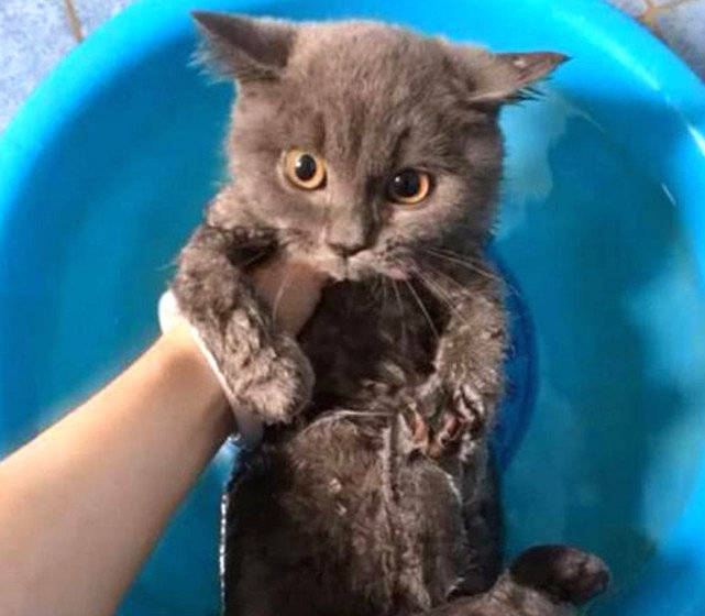 猫咪被带去洗澡,主人才把它身上弄湿,看到表情吓得立马停手