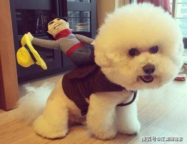 这6种食物是比熊犬“最爱”,而且还很常见