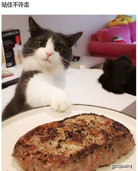 爆笑段子:这好白菜怎么都让猪拱了!