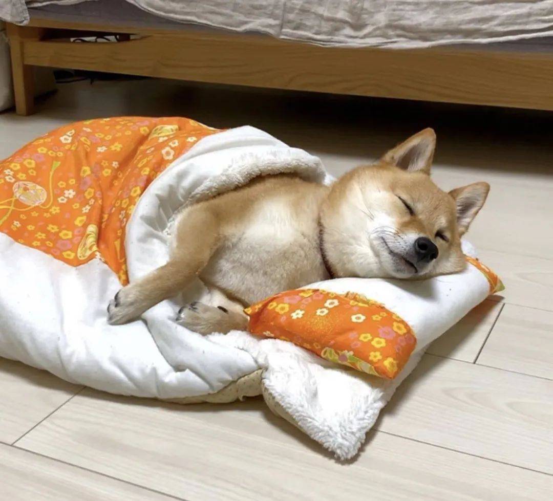 主人晒出狗狗睡觉的照片,全网的人直呼:太治愈啦!