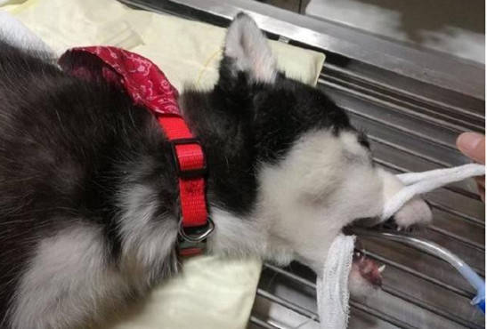 哈士奇突然不吃不喝,主人带去医院检查后,肚里的东西让人肉疼