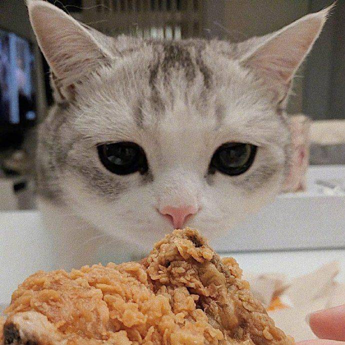 忙碌了半天的猫师傅最终选择吃软饭
