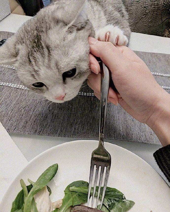忙碌了半天的猫师傅最终选择吃软饭