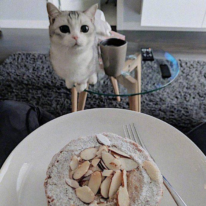 忙碌了半天的猫师傅最终选择吃软饭