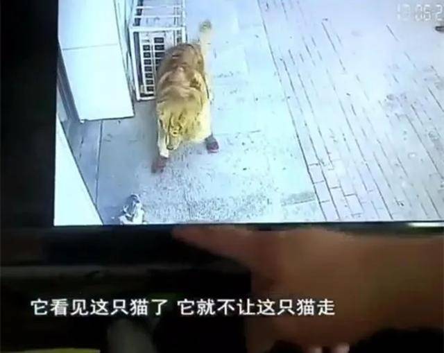 猫咪高空坠下,遛狗老人当场被砸晕,金毛堵住肇逃凶手:别想走?