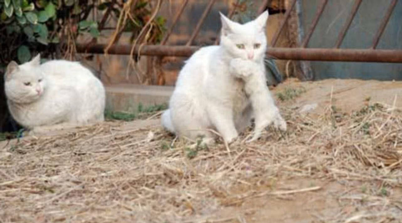 猫咪害怕孩子被人抢走,总是抗拒好心人对它的好,让人很心疼