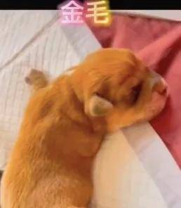 狗子的世界有点乱,怀孕柯基生下5个不同品种的幼犬