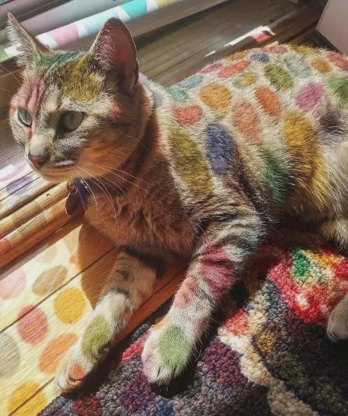 主人看到猫咪在千辛万苦地从窗户爬进屋,为了蹭吃蹭喝也蛮拼的