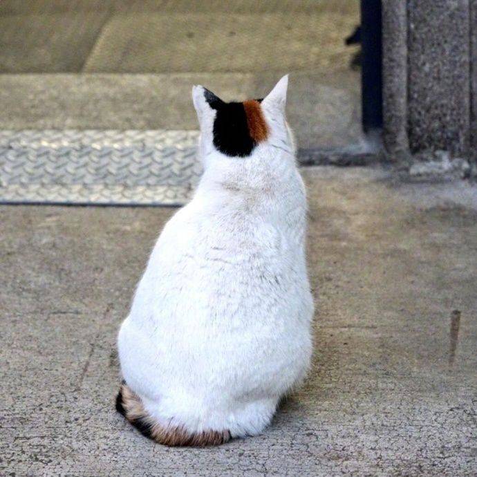 令猫窒息的操作,小猫咪:我都准备好了你们就这样?