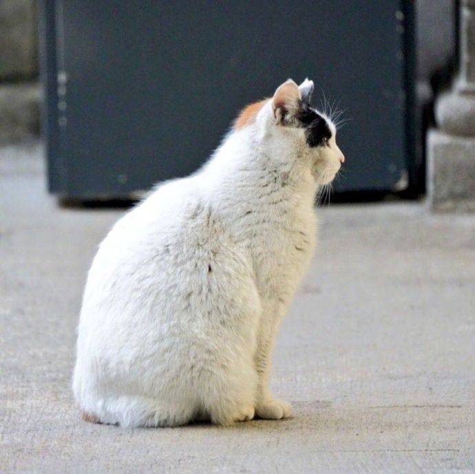 令猫窒息的操作,小猫咪:我都准备好了你们就这样?