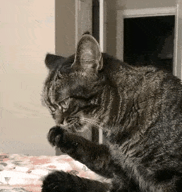 猫咪时刻自带“暴怒”表情,感觉下一秒就要吃了主人