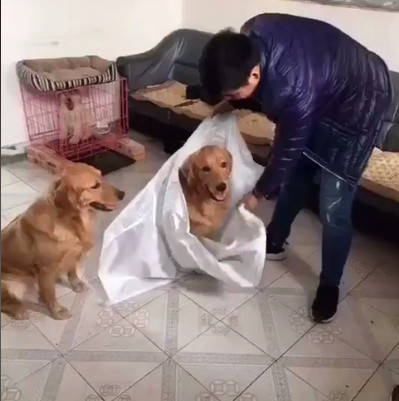 两只金毛打架后,被主人卖掉了一只,再次重逢时紧紧依靠超暖心