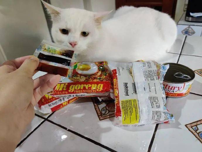 猫咪不爱吃罐头,却对方便面情有独钟:品味很清奇呀