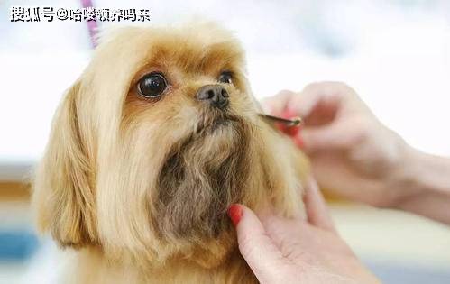 把猫咪送去宠物美容,结果发现指甲都剪掉了,这是需要面对的现实