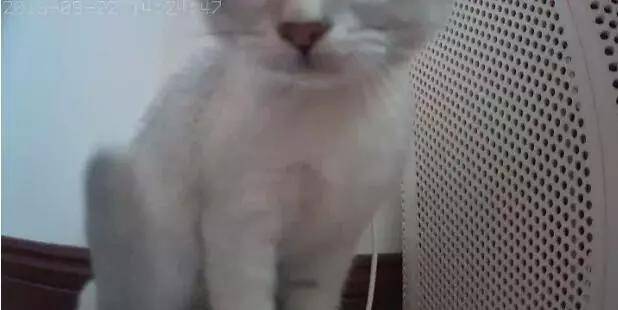 空巢青年上班走后,你的猫都誓静铸着牢狱般的生活