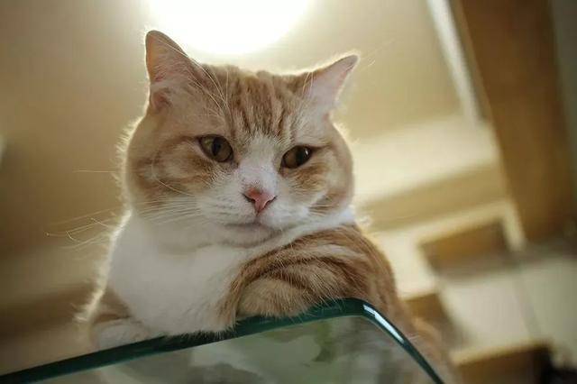 空巢青年上班走后,你的猫都誓静铸着牢狱般的生活
