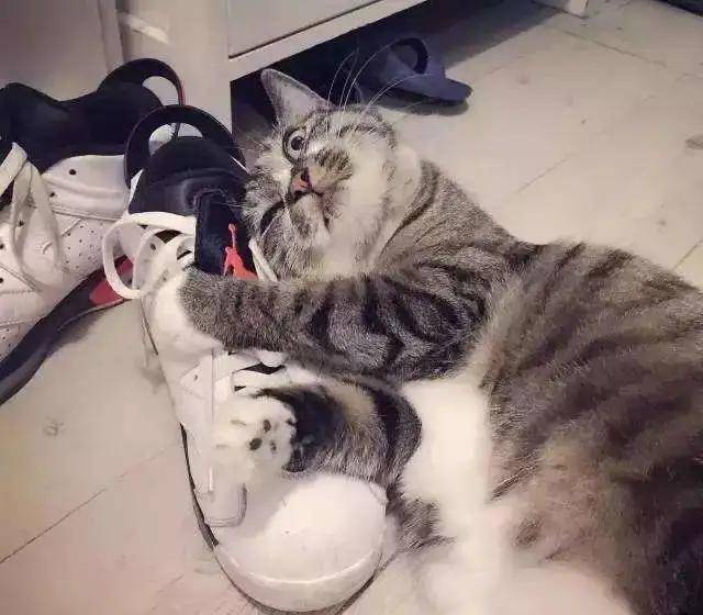 猫咪:“主人的臭鞋,真让本喵爱不释手”