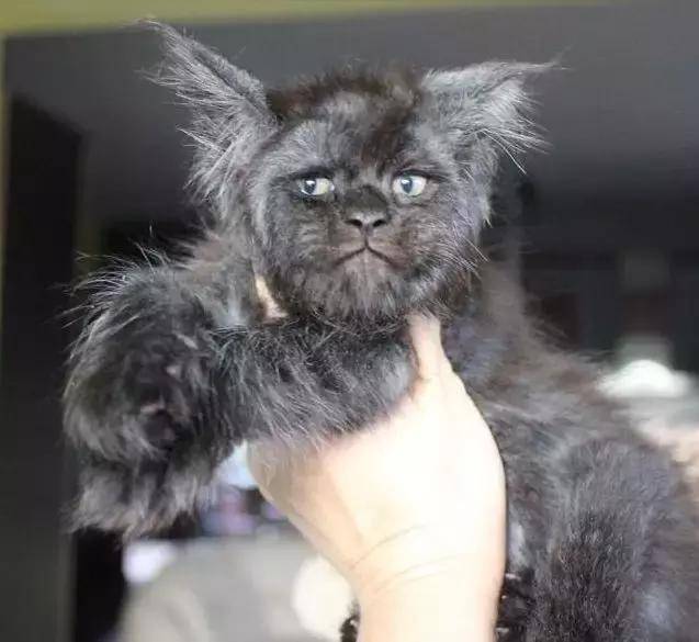 灵魂被困猫咪体内,喵星人大声呼救:救命啊!我被变成猫了!