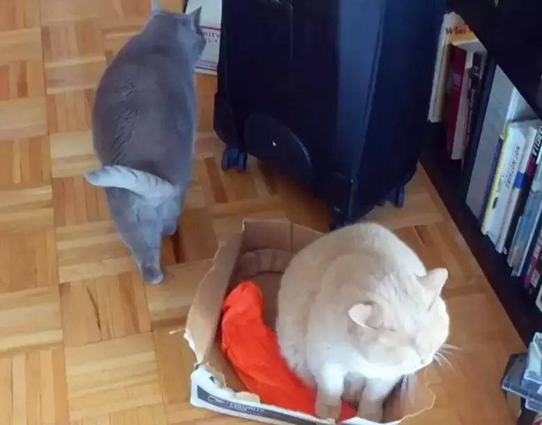 英短猫为了个纸盒,表面谦让背地心机,现在猫友情都这么塑料吗