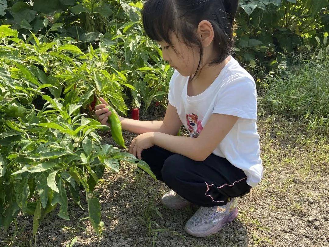 丰收的歌谣
