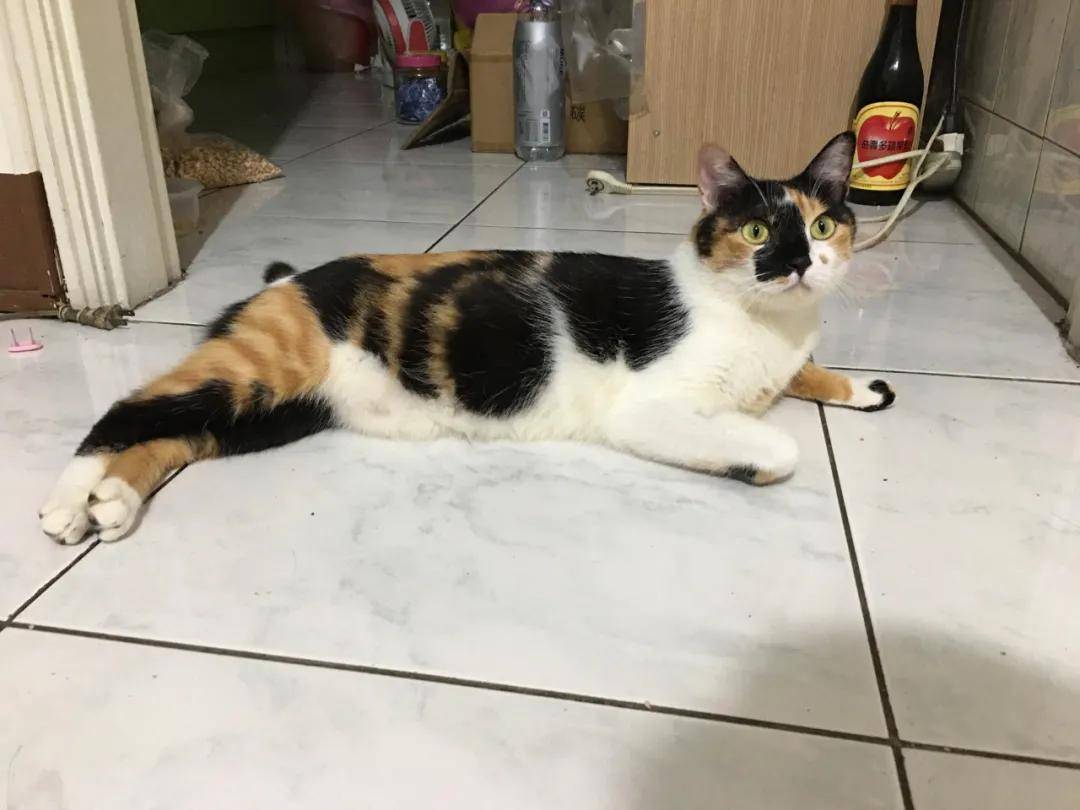 婆婆称敢带猫回来就把猫丢掉,养猫后却给猫买了两千块的罐头