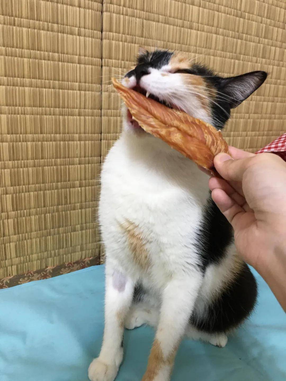 婆婆称敢带猫回来就把猫丢掉,养猫后却给猫买了两千块的罐头