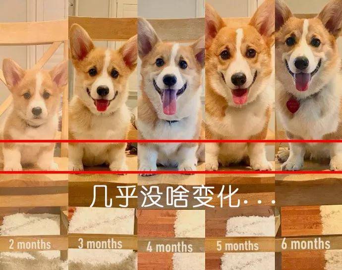 养了柯基300天后,发现了一个惊人真相