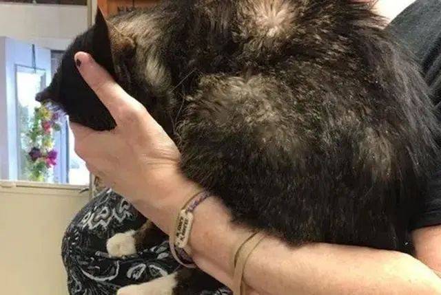 网友街上偶遇一只流浪猫,送到收容站后,遇到了默默等待的好心人