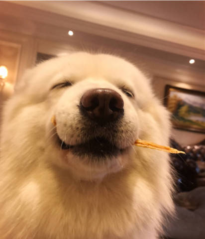 萨摩收到一大箱零食,笑得像个二百斤胖子,可爱模样惹人怜惜