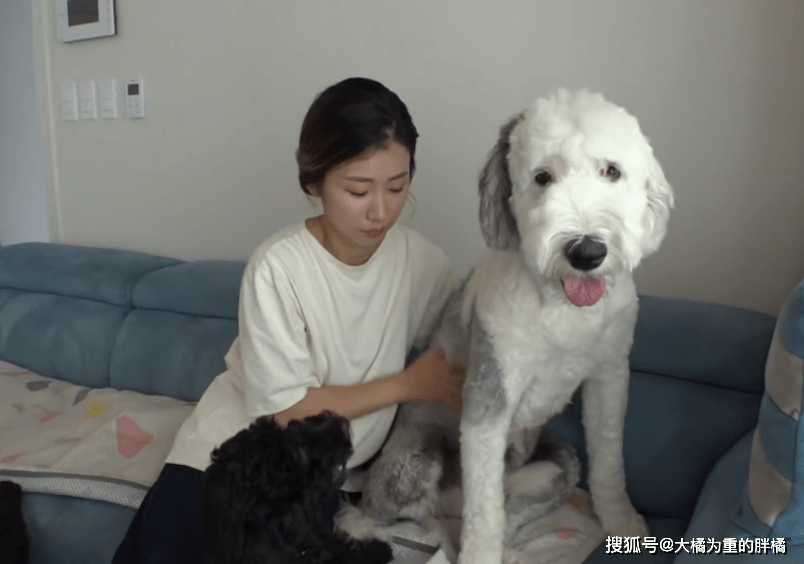 10只小狗太“烦狗”,逼得大狗到处躲,狗妈没法管,主人还帮倒忙